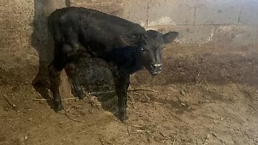 жожо брама: Продаю | Корова (самка), Музоо, торпок | Ангус | Для разведения, Для молока | Искусственник — 5