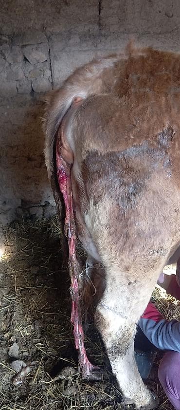 Айыл-чарба жаныбарлары: Сатам | Уй (ургаачы) | Сүт алуу үчүн | Музоологондон кийин — 3