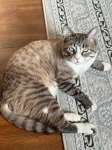 Башка жаныбарлар: Мышык бекер берилет: Породасыз, 3 жаш, Эркек, Лотокко барууга үйрөтүлгөн — 1