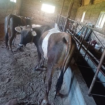 продаю крысу: Продаю | Корова (самка) | Для разведения, Для молока — 7