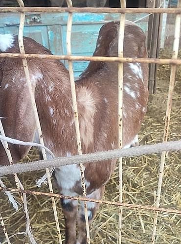 кошка скотиш фолд: Продаю | Коза (самка) | Для молока — 5