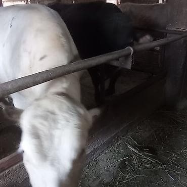 поилки крс: Продаю | Бык (самец) | Ангус | Для разведения | Племенные — 3