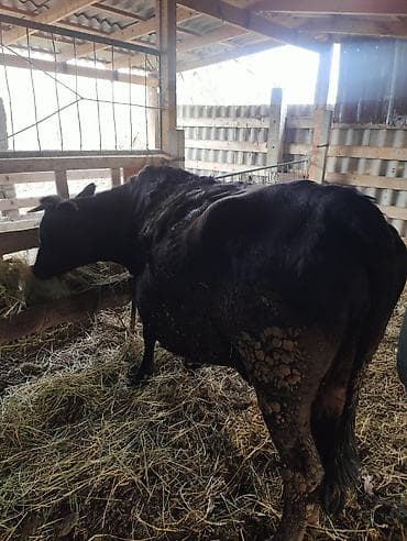 Продаю | Корова (самка) | Для молока | Стельные