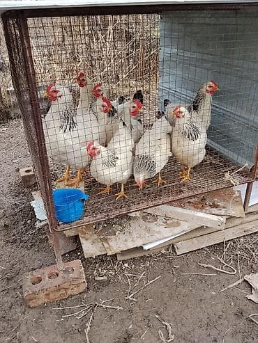 кошка токмок: А/ч жаныбарлары үчүн тоюттар — 1