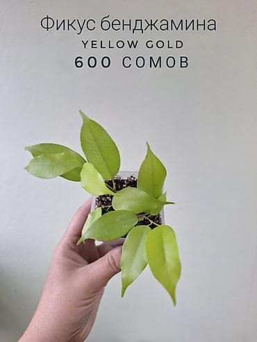 милионник: 🌿 Комнатные растения/цветы (детки/молодые растения). 🪴 Названия и цены — 9