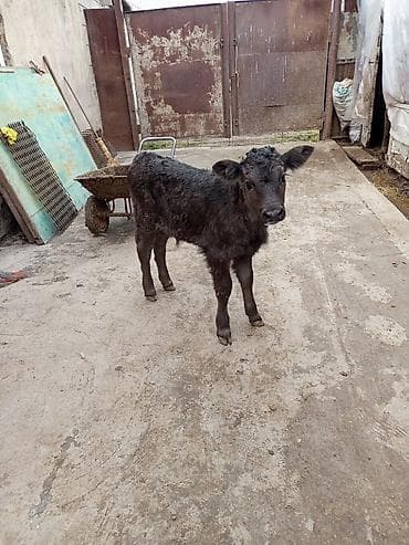 тюк кара балта: Продаю | Музоо, торпок | Алатауская | На откорм | Искусственник — 8