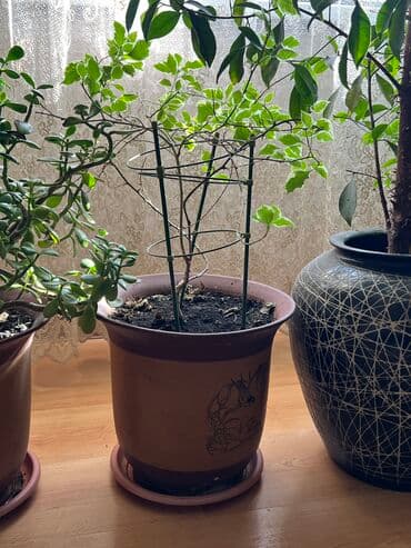 сколько стоят гипсофилы: Цветущее растение 3000 сом 2 штуки Дерево фикус 7000 сом Малочай 5000 — 1