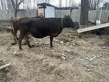 каракол животных: Продаю | Корова (самка) | Для молока — 3