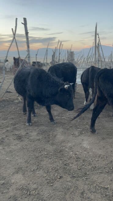 ит итер ош: Продаю | Бык (самец) | Полукровка, Абердин-ангус | На откорм, Для разведения | Племенные — 6