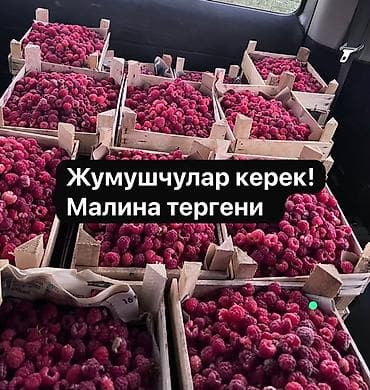 Вакансиялар: Талап кылынат Түшүм терүүчү, Төлөм: Келишим түрдө — 1