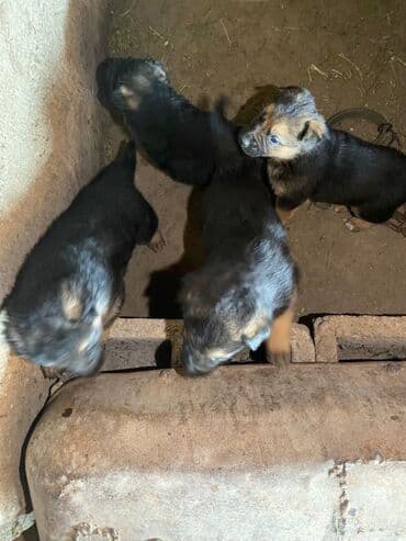 чихуахуа даром: Продается Щенки, немецких овчароки — 2