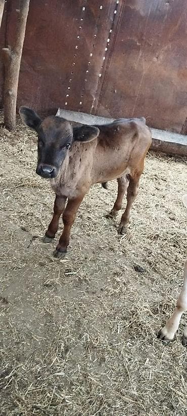 бычки на забой: Продаю | Бык (самец), Музоо, торпок | На откорм — 1