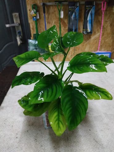 форель купить в бишкеке: Анубиасы. Гигантские анубиасы. Аквариумные растения. Есть и другие — 4