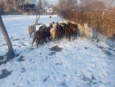 полукровка: Продаю | Коза (самка), Козёл (самец) | Полукровка | На забой, Для разведения | Племенные, Котные, Осеменитель — 2