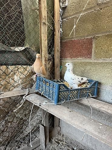 цена попугая какаду: Продаю голубки цена за одну — 6