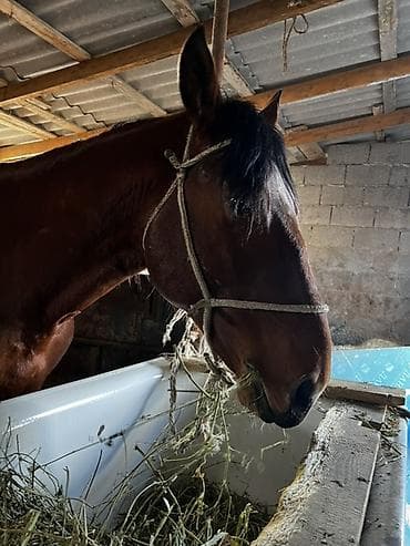 китайская хохлатая собака: Продаю | Жеребец | Рабочий — 6