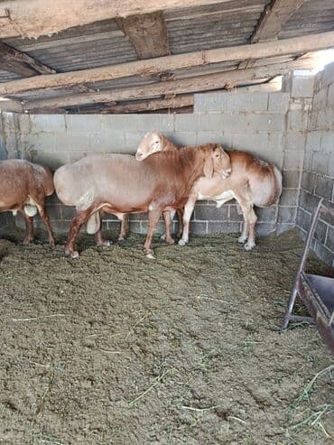 домик для кролика: Продаю | Овца (самка), Ягненок | Арашан | Для разведения | Племенные, Матка — 9