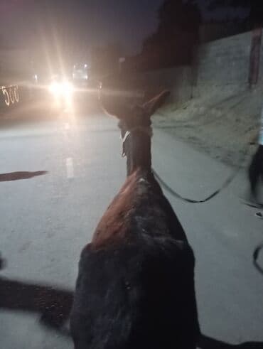 кошки манчкин: Осел рабочий (самец), темно‑бурой масти с белыми отметинами на морде и — 4