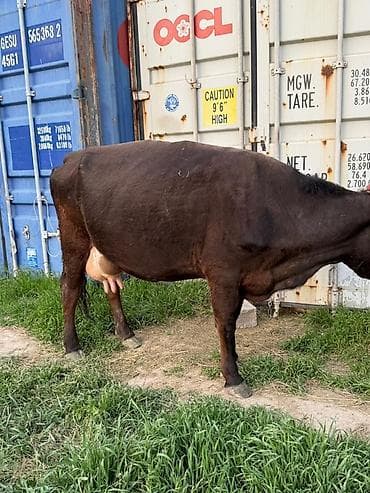 парода уйлар: Продаю | Корова (самка) | Полукровка | Для молока | После отела — 2