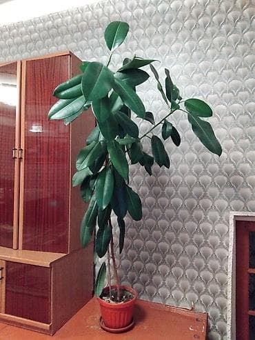 чайные розы: Фикус эластика 2 метра (каучуконосный) в горшке. - Высокое комнатное — 2