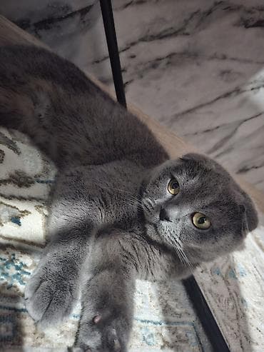 абессинская кошка: Шотландская вислоухая кошка (Scottish Fold), окрас: голубой (серый — 1