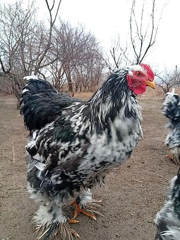 фазан ош: Птицы — 4