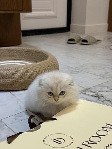 scottish fold: Скотиш Фолд (Шотландская вислоухая), 3 месяца, Мальчик, Золотая шиншилла, Приучена к лотку — 4