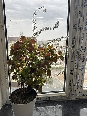 караколе квартиры: 2 комнаты — 5