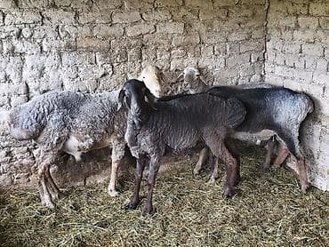 Продаю | Овца (самка) | На забой at lalafo.kg Продаю | Овца (самка) | На забой