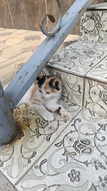 Животные: Кошка даром: Беспородная, 2 месяца, Девочка — 4