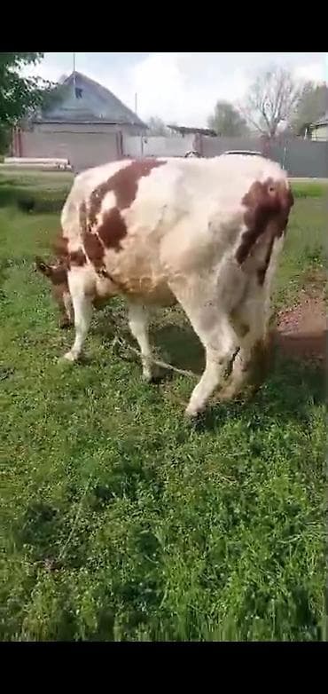 кунажын: Сатам | Уй (ургаачы), Бука (эркек), Кунаажын | Голштин, Алатоолук, Швиц | Союуга, Көбөйтүү үчүн, Бордоп семиртүү үчүн | Кысыр, Музоологондон кийин, Асыл тукумдуу — 8