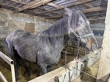 байталдар: Продаю | Жеребец | Английская | Рабочий — 6