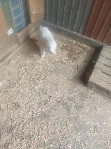 Продажа собак: Продаю щенков Алабай, девочка 2 месяца — 2