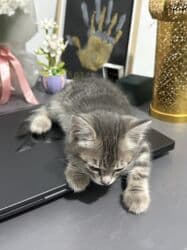 шотландская кошка скоттиш страйт: 5 месяцев, Мальчик, Серый, Приучена к лотку, С прививками — 11