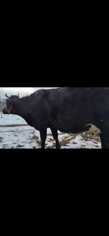 коровы породы швиц: Продаю | Корова (самка) | Полукровка | Для молока — 2
