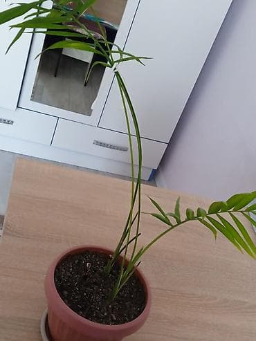 себе: Комнатные растения в горшках (набор из 3 штук): 1) Оксалис (кислица — 3