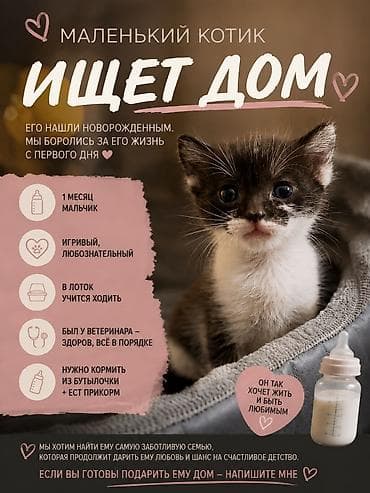 хорек купить: 1 месяц, Мальчик — 1