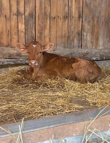 Продаю | Музоо, торпок | Симментальская | На откорм