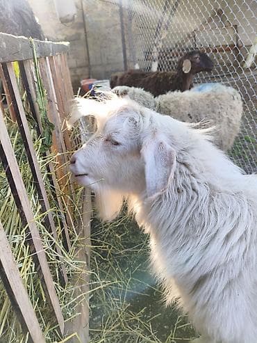 чистопородное разведение: Продаю | Козёл (самец) — 2