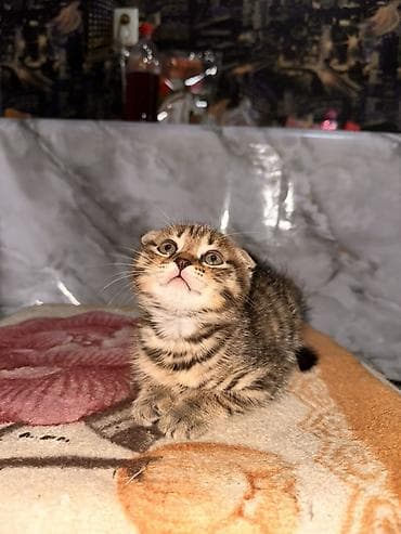 Башка жаныбарлар: Шотландский вислоухий котёнок мальчик - Окрас: тигровый (браун табби) — 4