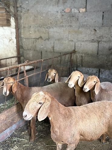 Животные: Продаю | Овца (самка), Ягненок | Арашан | Для разведения | Ярка — 3