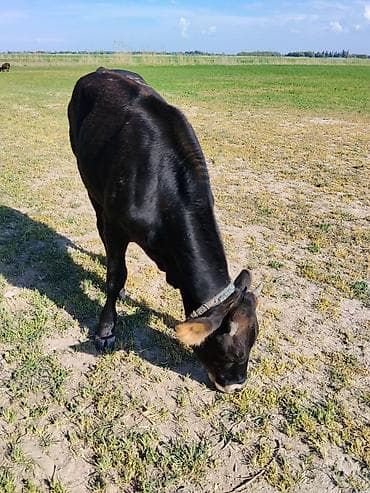 сингапурская кошка купить: Продаю | Тёлка | Алатауская | На откорм — 5