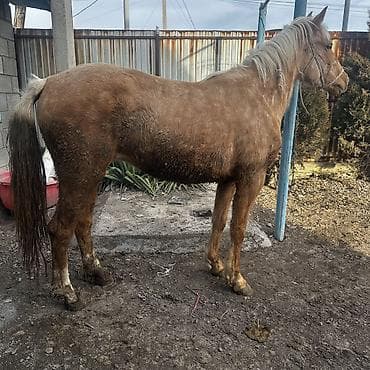 лошадь айгыр: Продаю | Кобыла (самка) | Для разведения | Племенные — 5