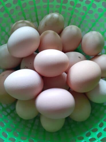 купить инкубационное яйцо породистых кур: Продаю | Инкубационные яйца | Кучинская — 4