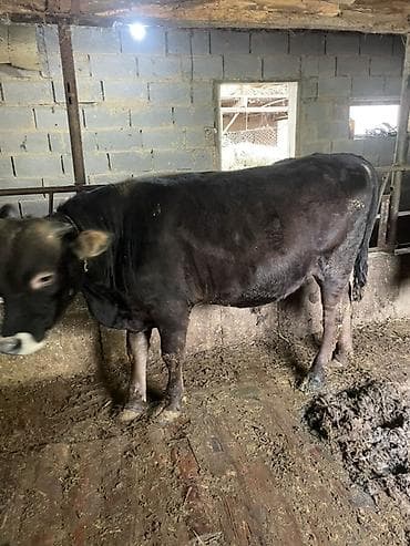 продается кашара: Продаю | Бык (самец) | На откорм | Привязанные — 5