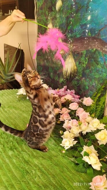 новорожденные котята: Красивейшие бенгальские котята. большие четкие розетки .контрастный — 4