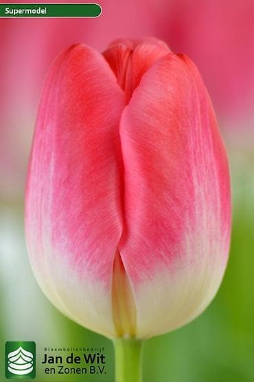 Гирлянды: Тюльпаны тепличного выращивания от производителя интересные цены - — 5