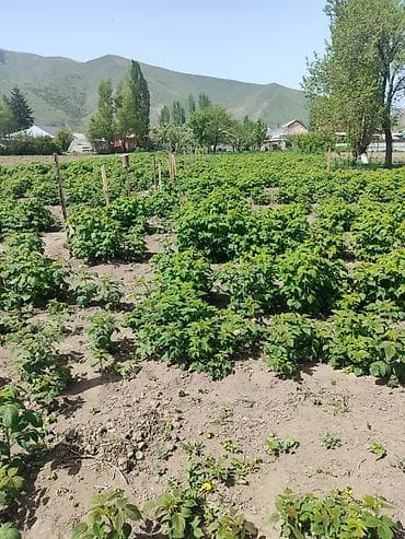 Дом и сад: Саженцы малины - Культура: малина, сорт МАПЕМА, кустовая, однолетние — 4