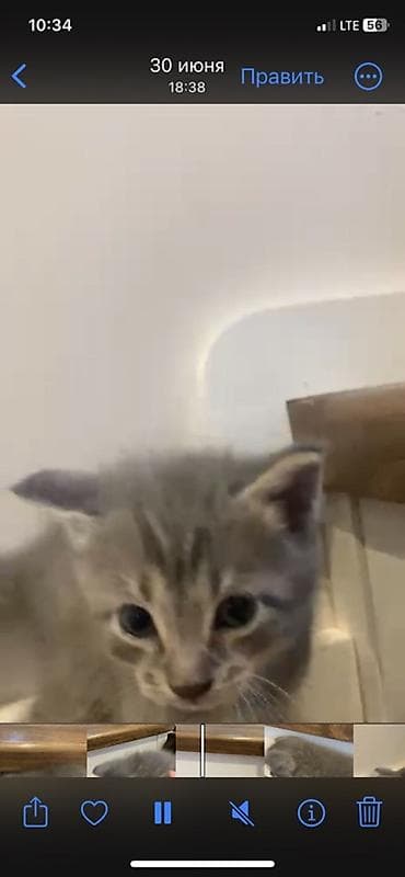 Котята, домашний помет. Описание: - Милые котята с разным окрасом — 4