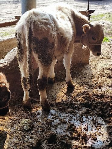 даром собаку: Продаю | Тёлка | Привязанные — 2